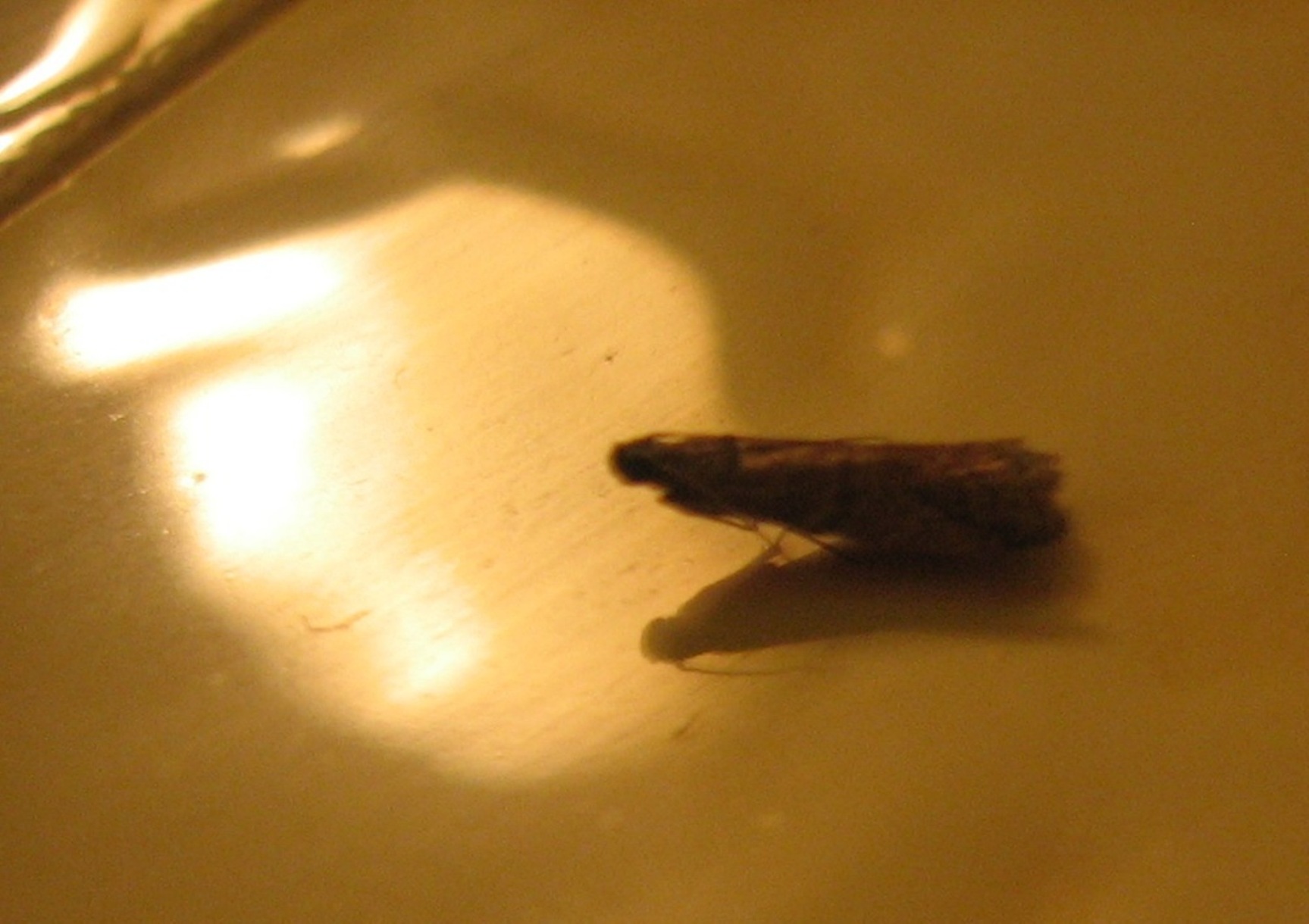 Identificazione ardua di lepidottero!!!